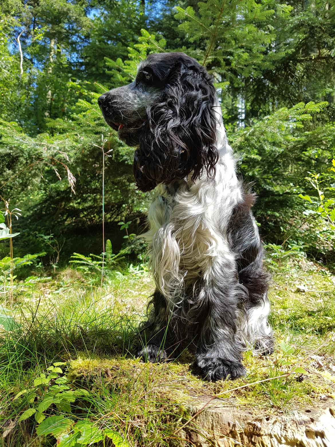 Cocker spaniel Coco Queen (Stardew's I was born to love you) billede 1