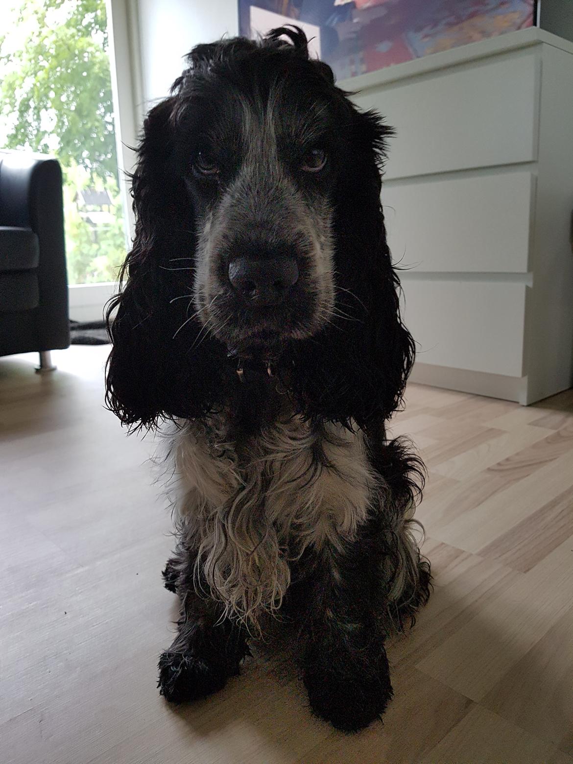 Cocker spaniel Coco Queen (Stardew's I was born to love you) billede 4