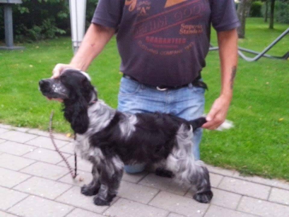 Cocker spaniel Coco Queen (Stardew's I was born to love you) billede 5