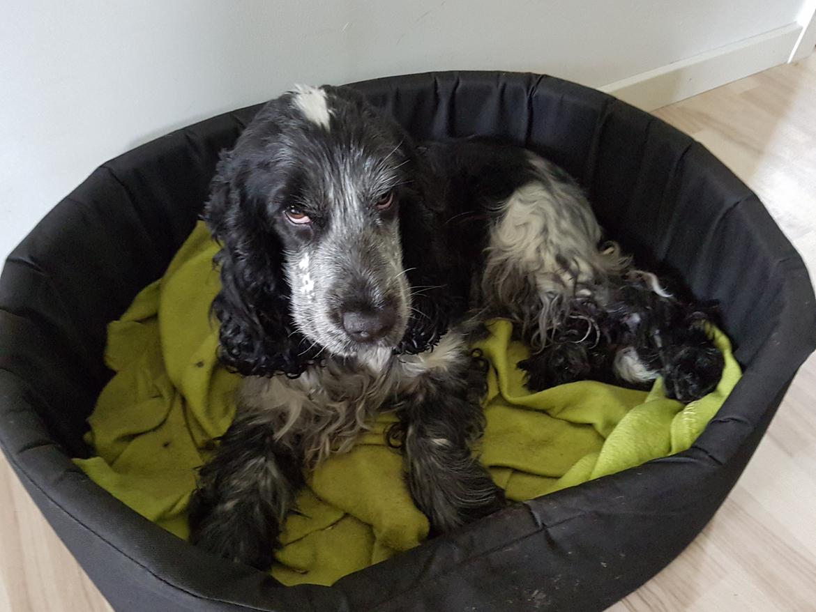 Cocker spaniel Coco Queen (Stardew's I was born to love you) billede 6