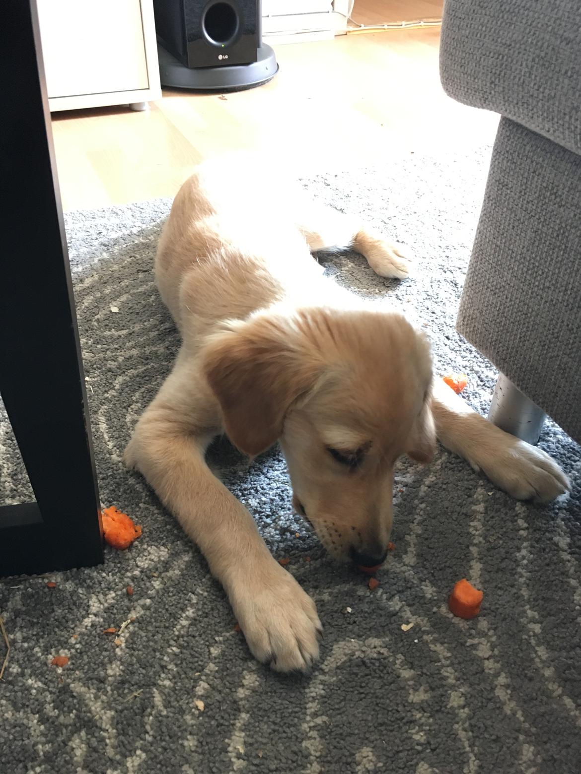 Golden retriever Atlas (Gia's Golden Atlas) billede 13