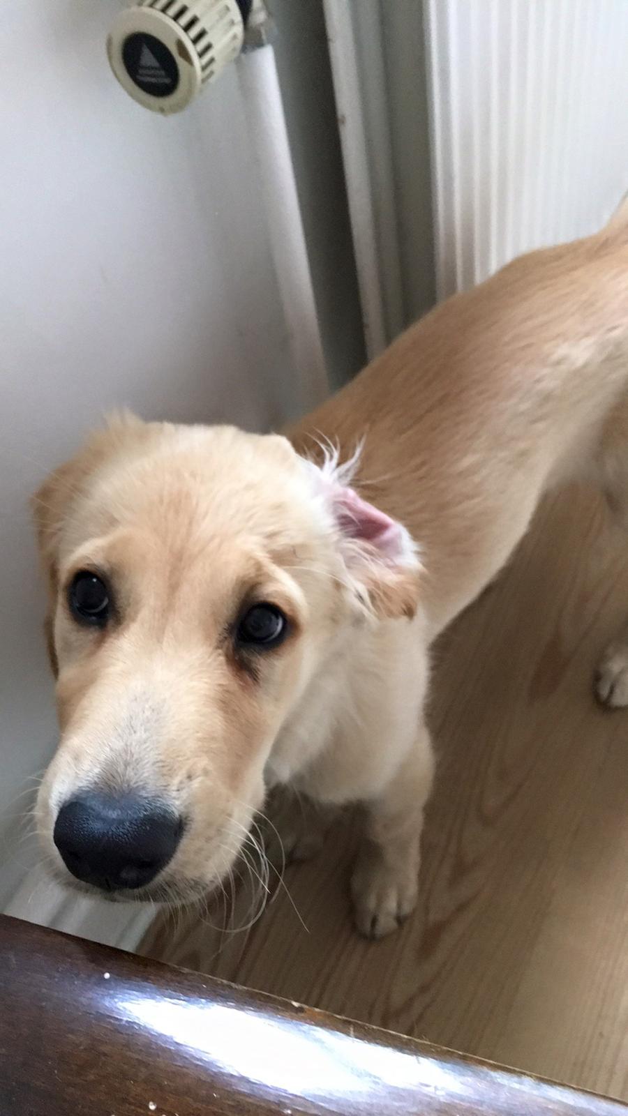 Golden retriever Atlas (Gia's Golden Atlas) - 12 uger. billede 14