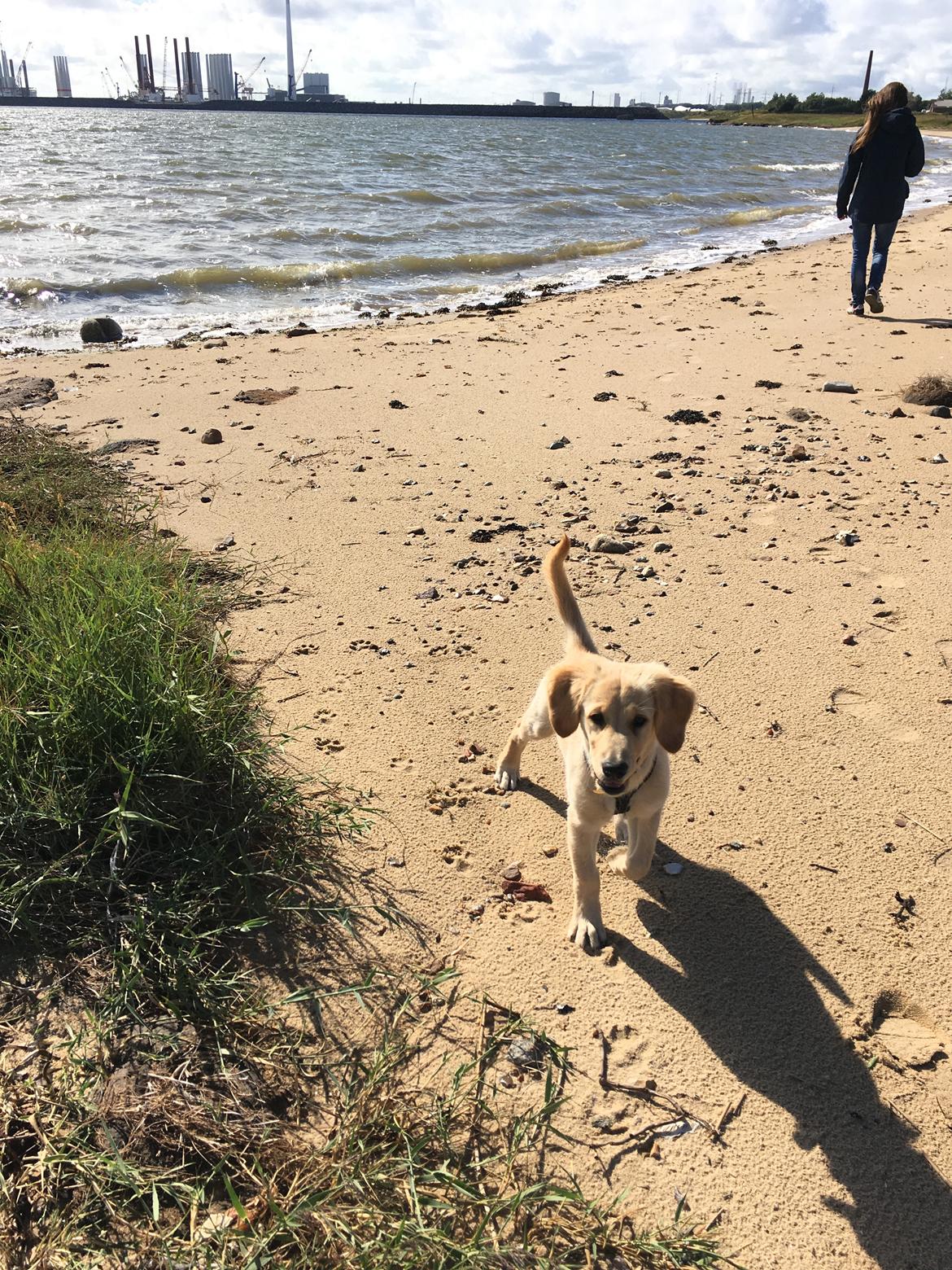 Golden retriever Atlas (Gia's Golden Atlas) - 12 uger. billede 15