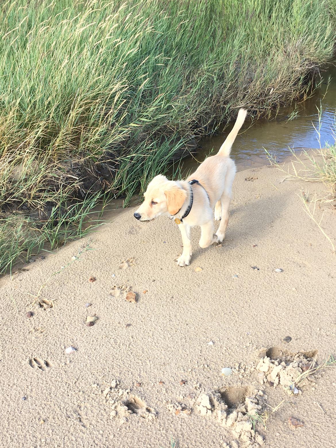 Golden retriever Atlas (Gia's Golden Atlas) - 12 uger. billede 16