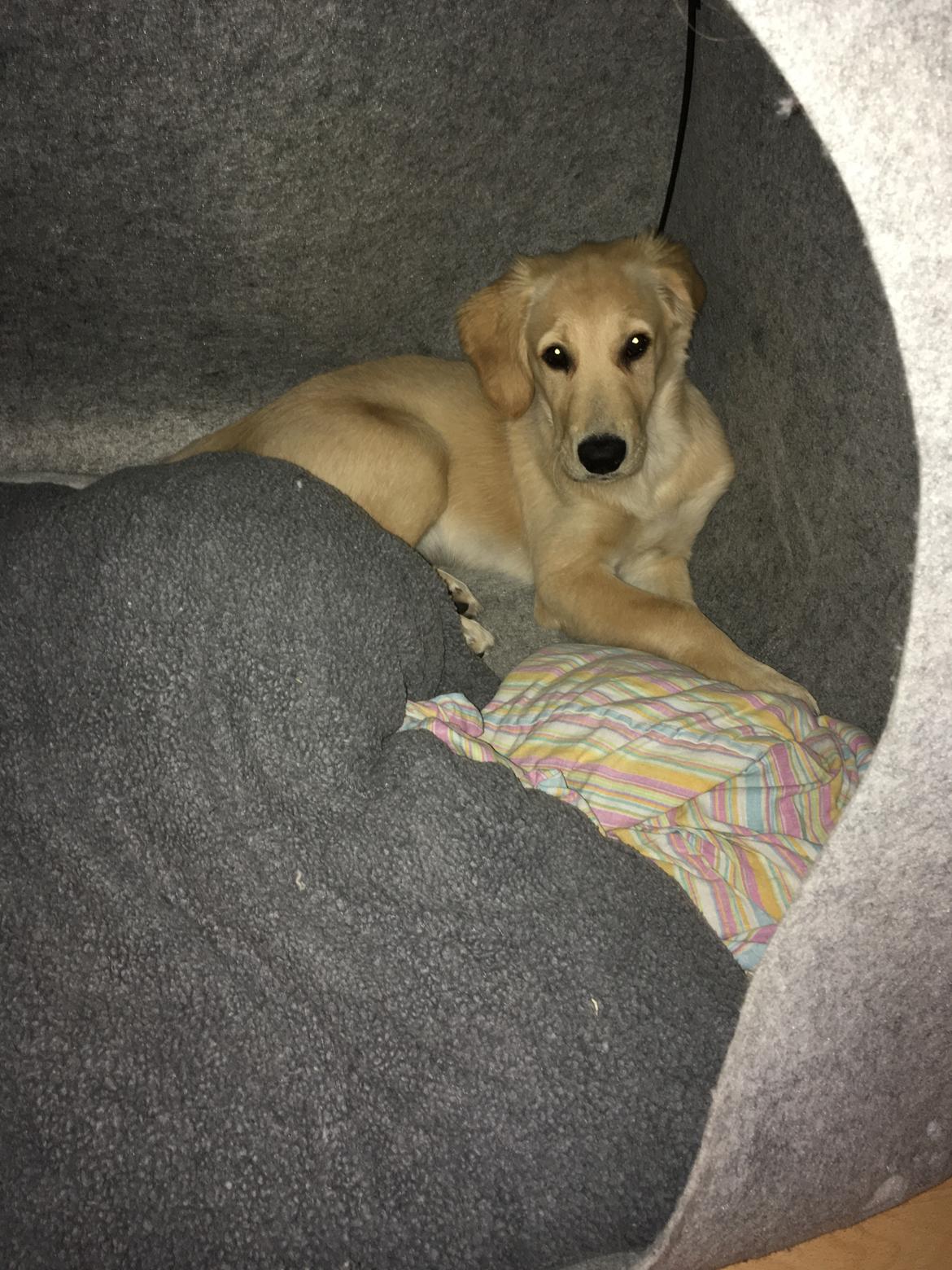 Golden retriever Atlas (Gia's Golden Atlas) billede 17