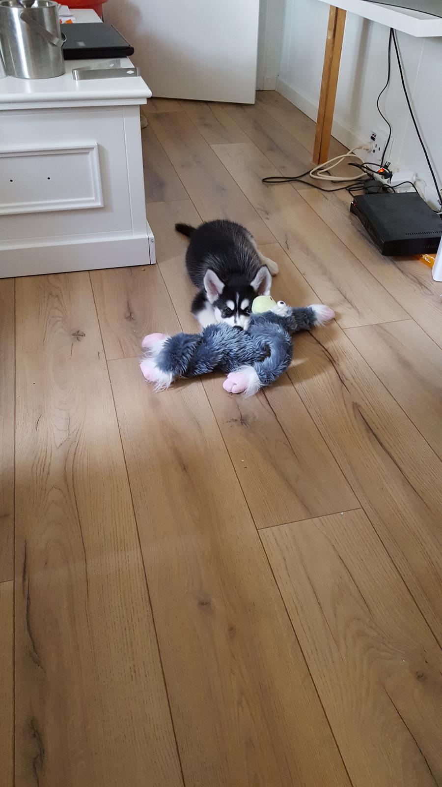 Siberian husky Laika  billede 16