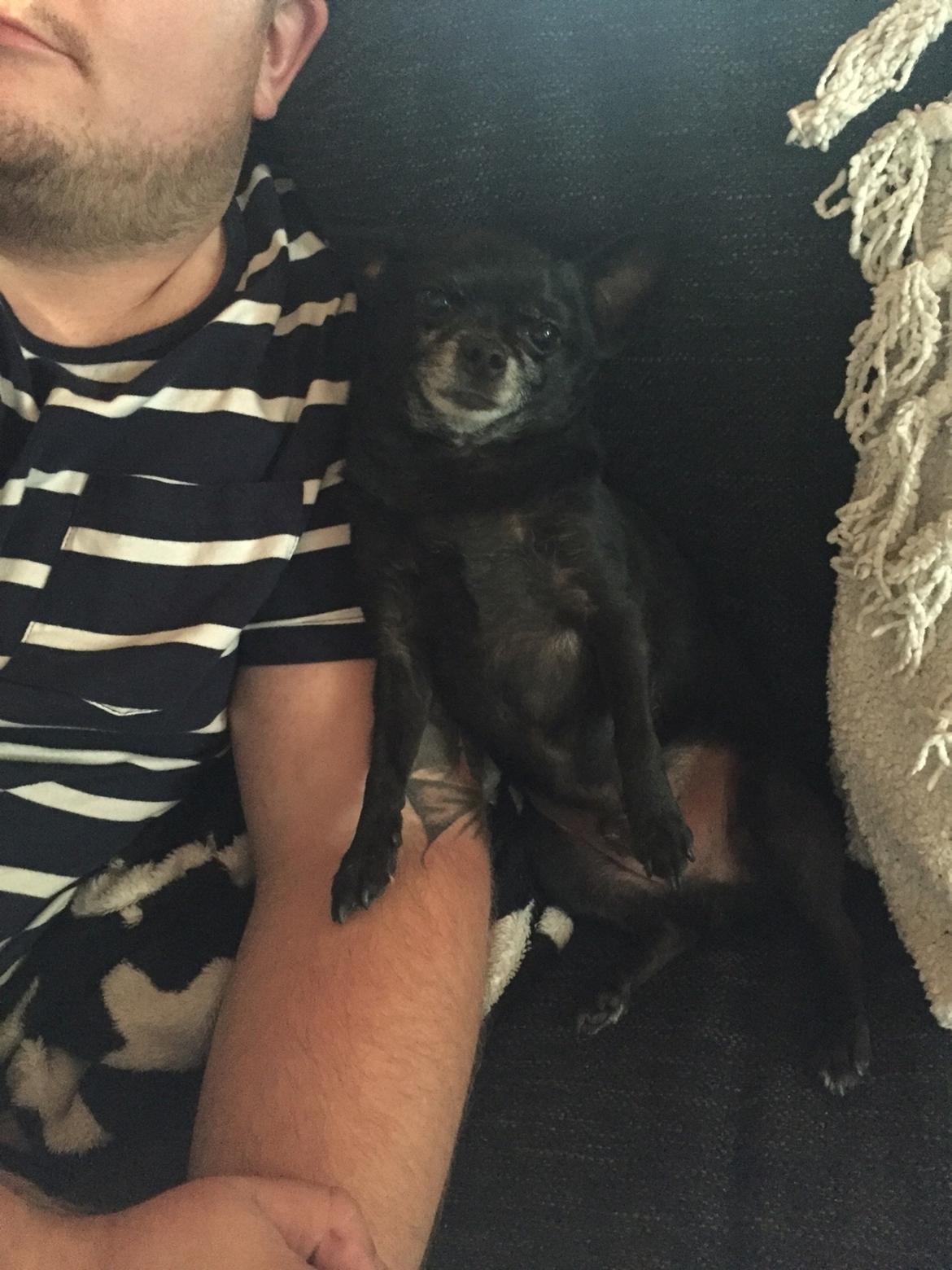 Chihuahua Theo billede 10