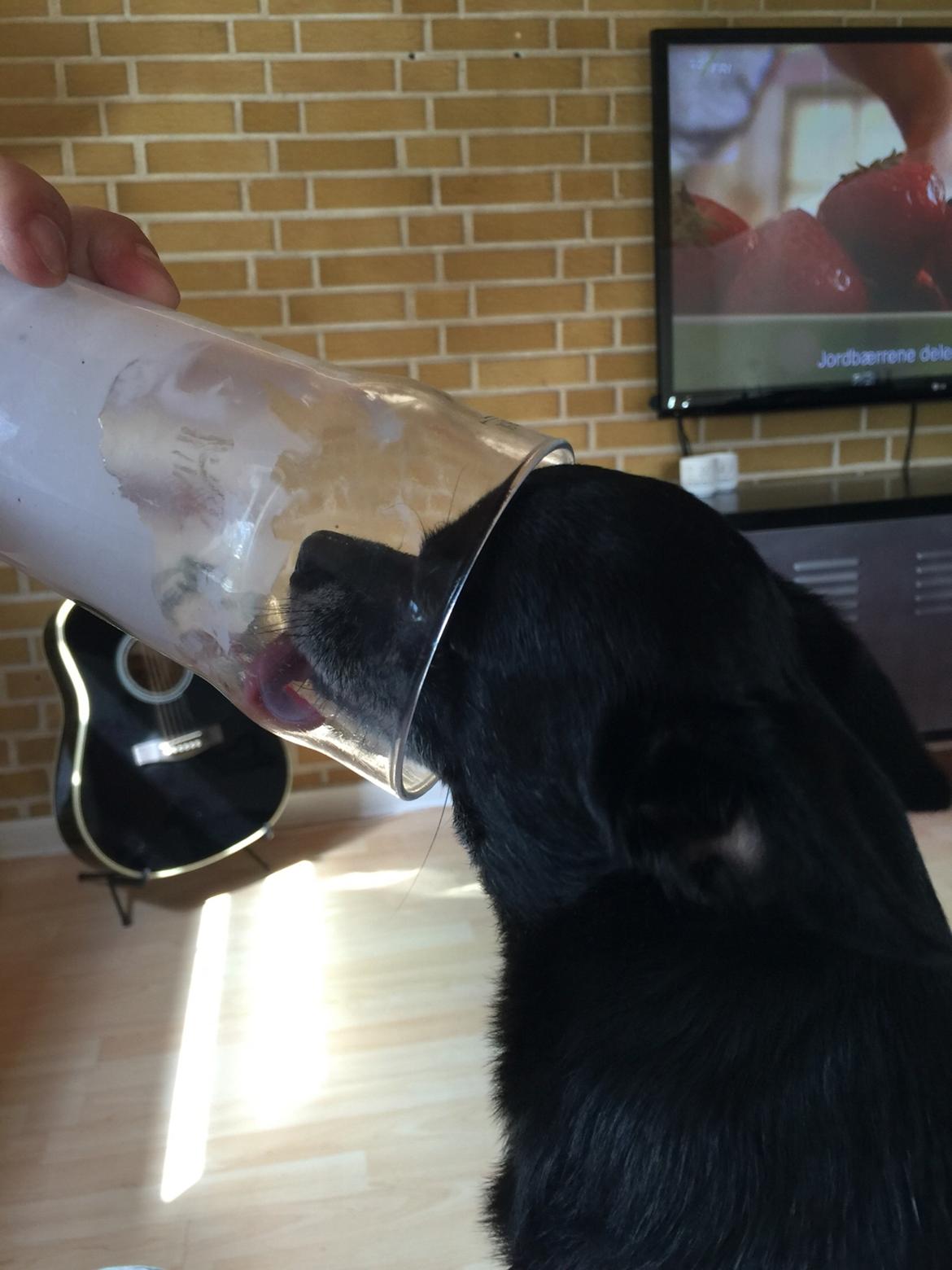 Chihuahua Theo billede 12