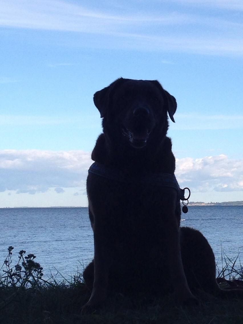 Labrador retriever Molli billede 20