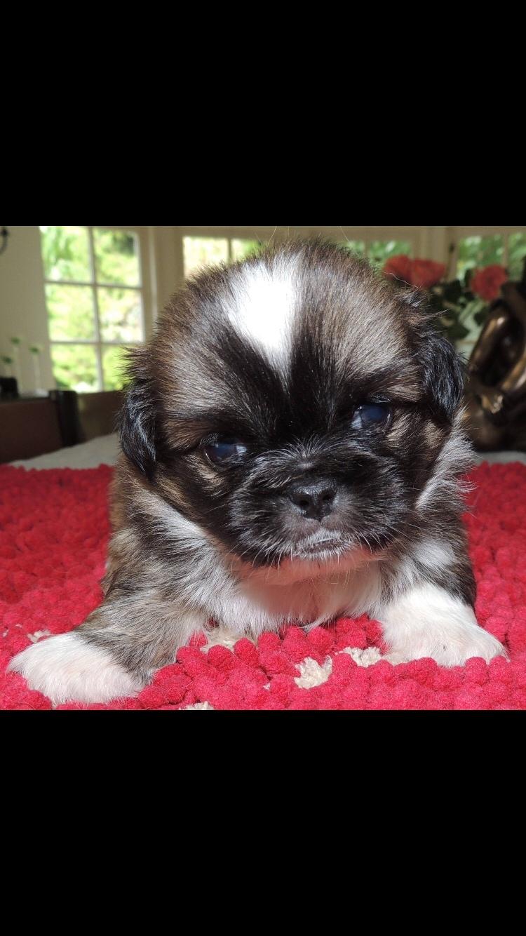 Tibetansk spaniel Eigil billede 1