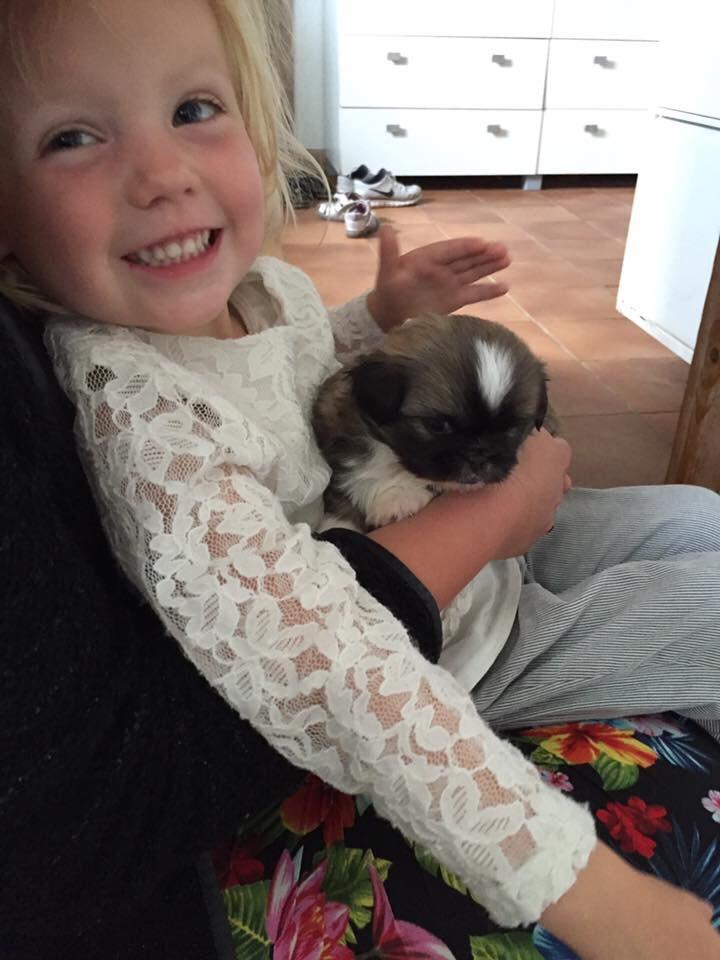 Tibetansk spaniel Eigil billede 5