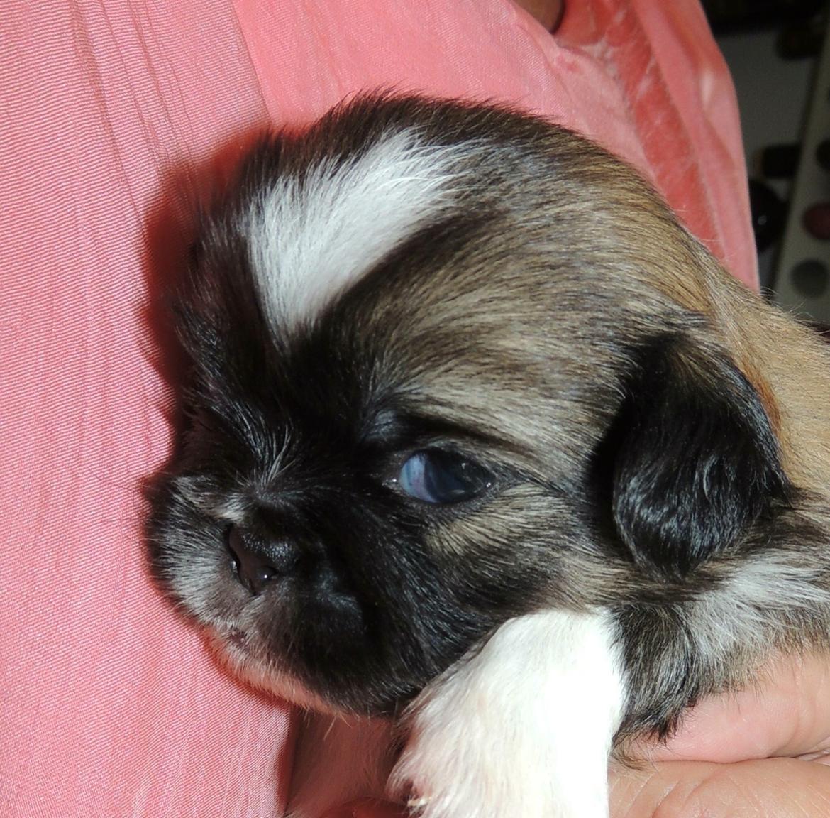 Tibetansk spaniel Eigil billede 3