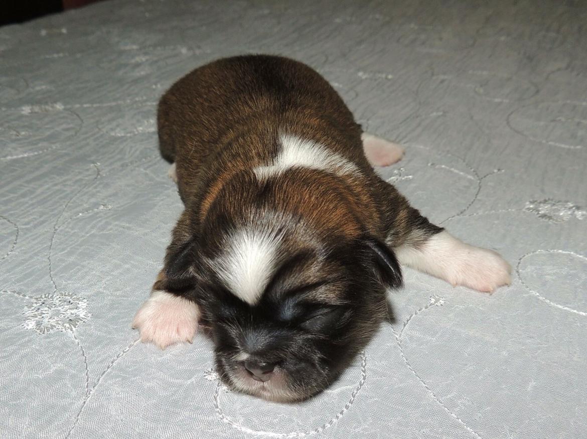 Tibetansk spaniel Eigil billede 2