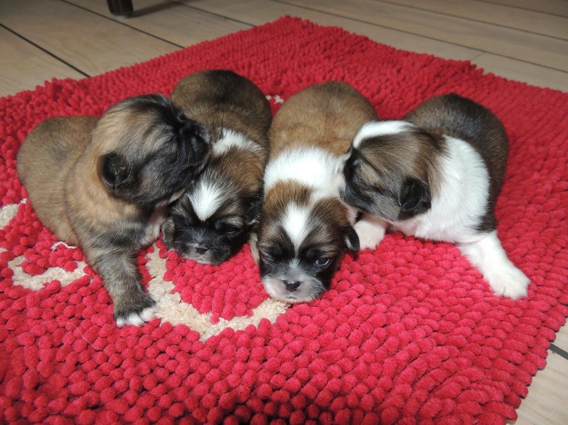 Tibetansk spaniel Eigil billede 4