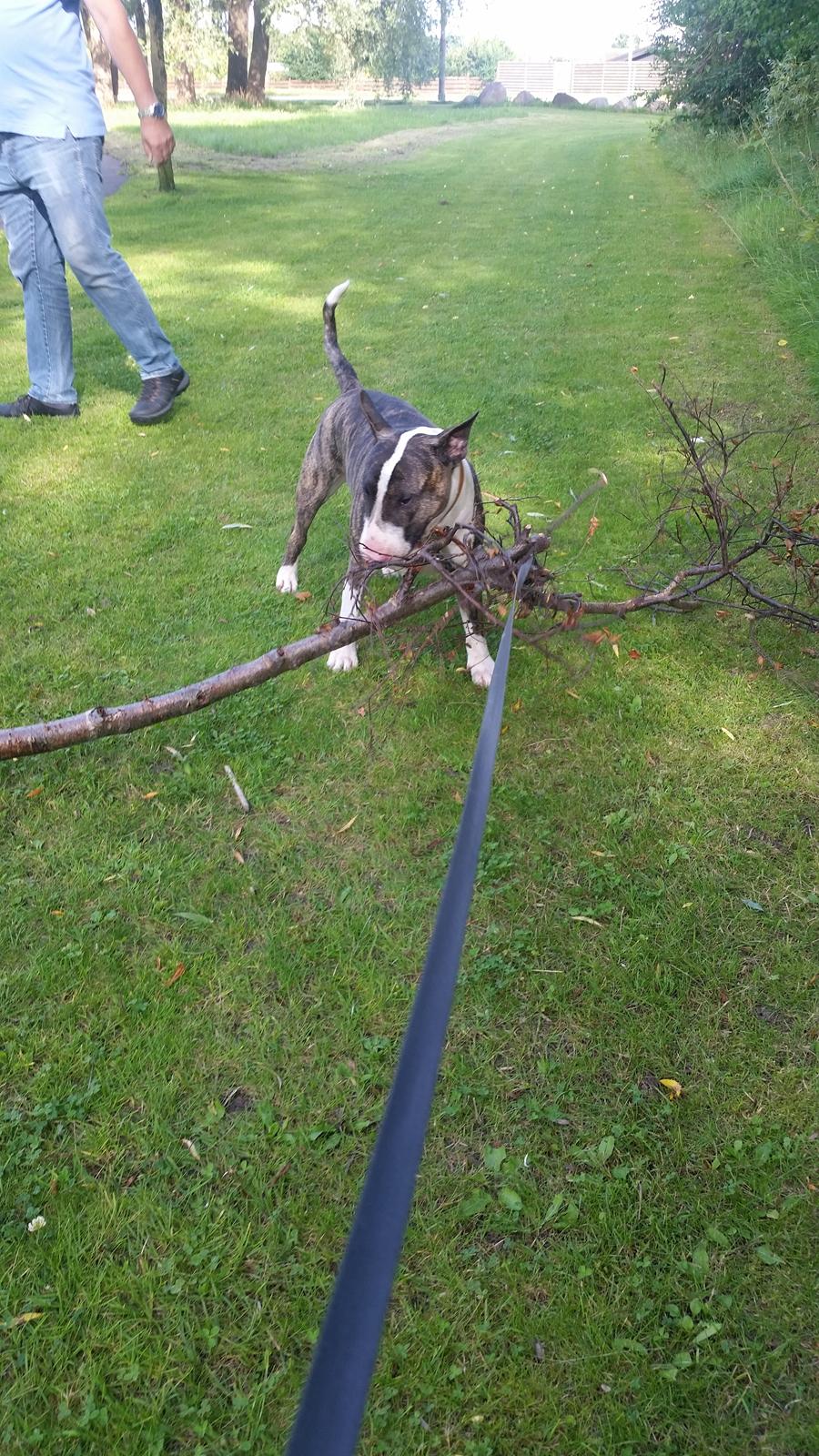 Bullterrier Ask og Pingo  billede 21