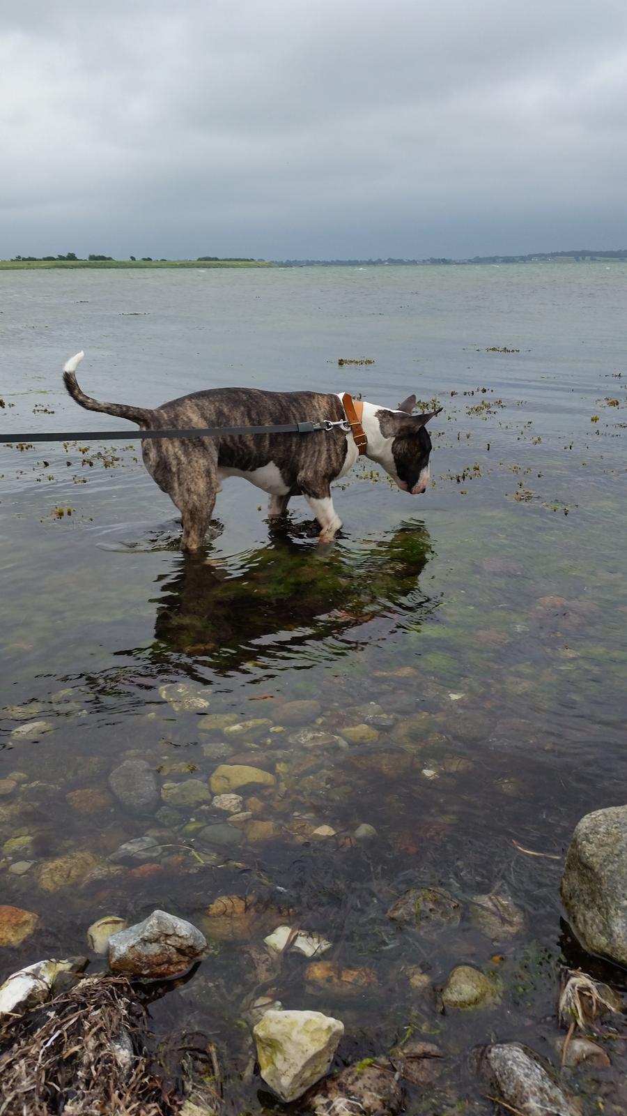 Bullterrier Ask og Pingo  billede 22