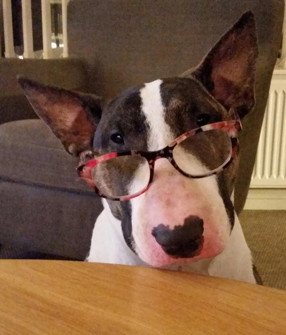 Bullterrier Ask og Pingo  billede 23