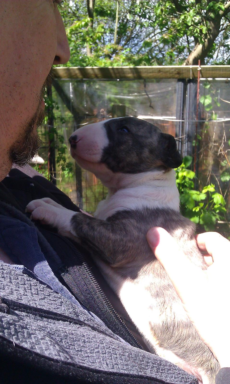 Bullterrier Ask og Pingo  billede 24