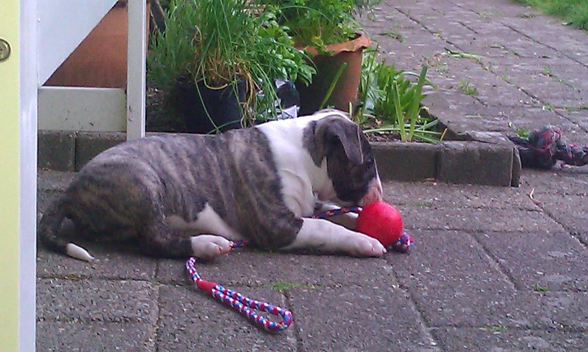 Bullterrier Ask og Pingo  billede 25