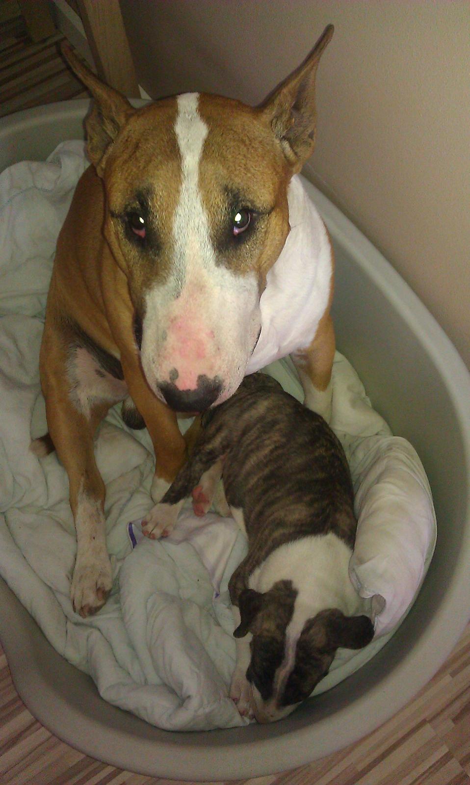 Bullterrier Ask og Pingo  billede 26