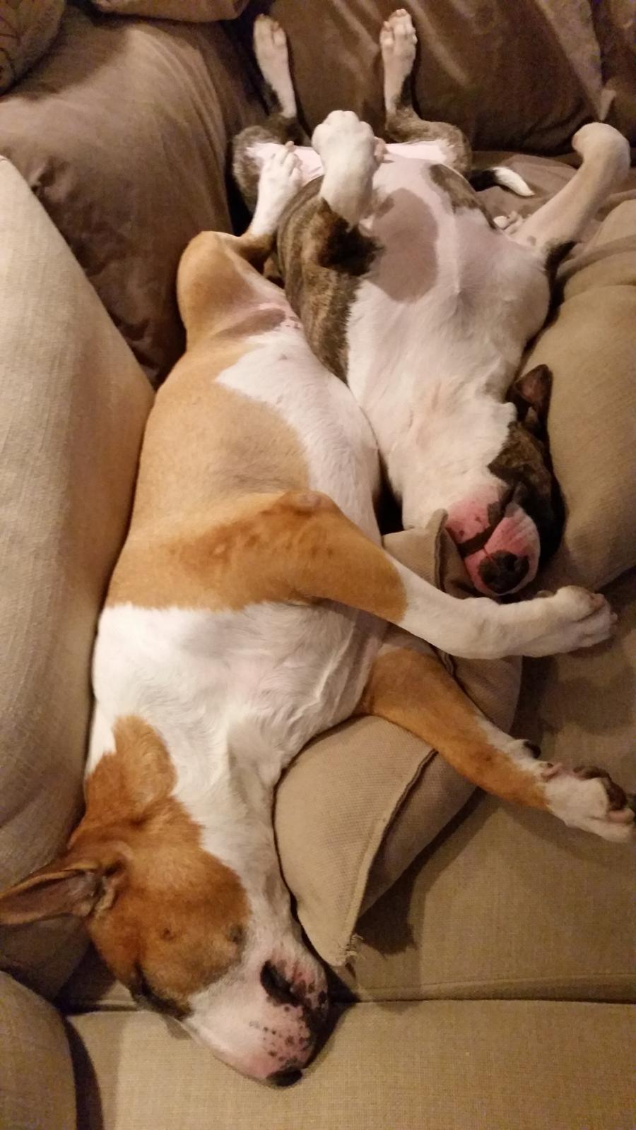 Bullterrier Ask og Pingo  billede 27