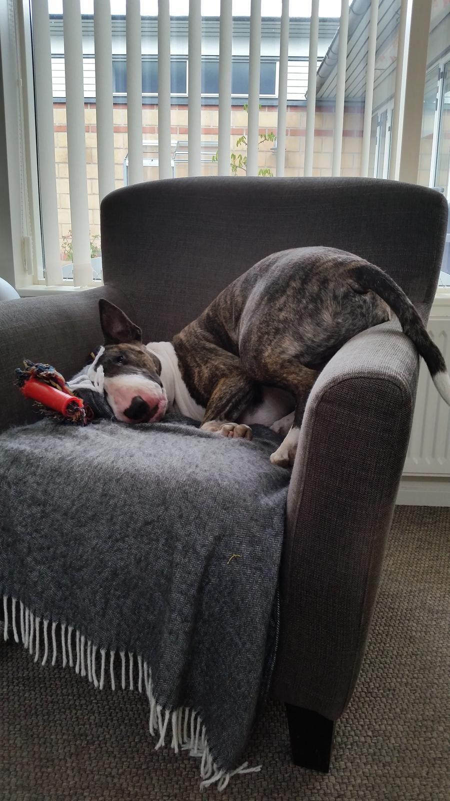 Bullterrier Ask og Pingo  billede 28