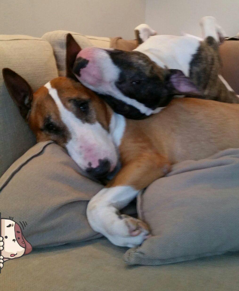 Bullterrier Ask og Pingo  billede 29