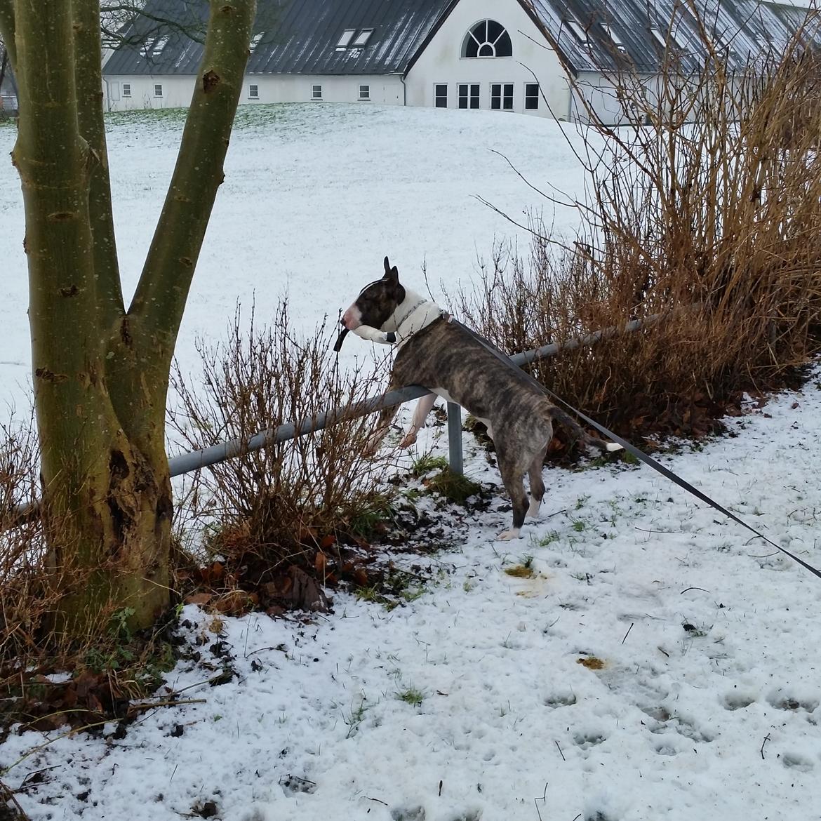 Bullterrier Ask og Pingo  billede 30
