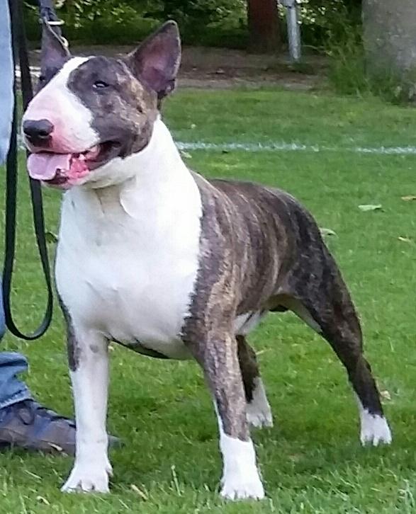 Bullterrier Ask og Pingo  billede 31