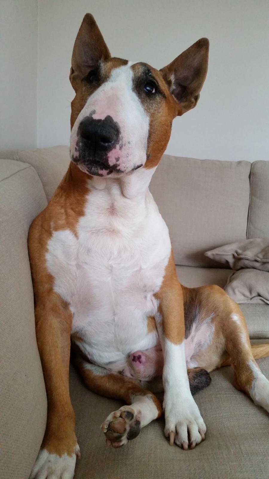 Bullterrier Ask og Pingo  billede 1