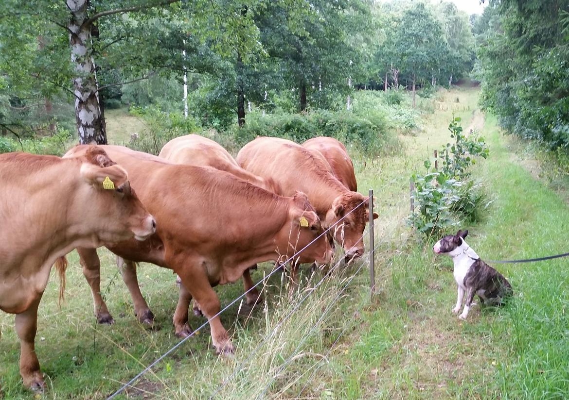 Bullterrier Ask og Pingo  billede 32