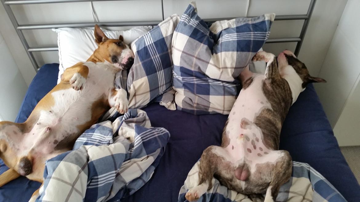 Bullterrier Ask og Pingo  billede 33