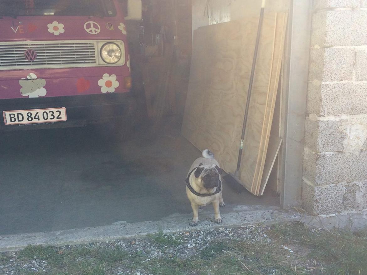 Mops Martha  - Martha i garagen  billede 10