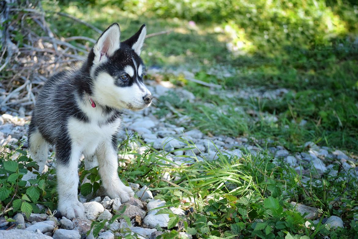 Siberian husky Laika  billede 3