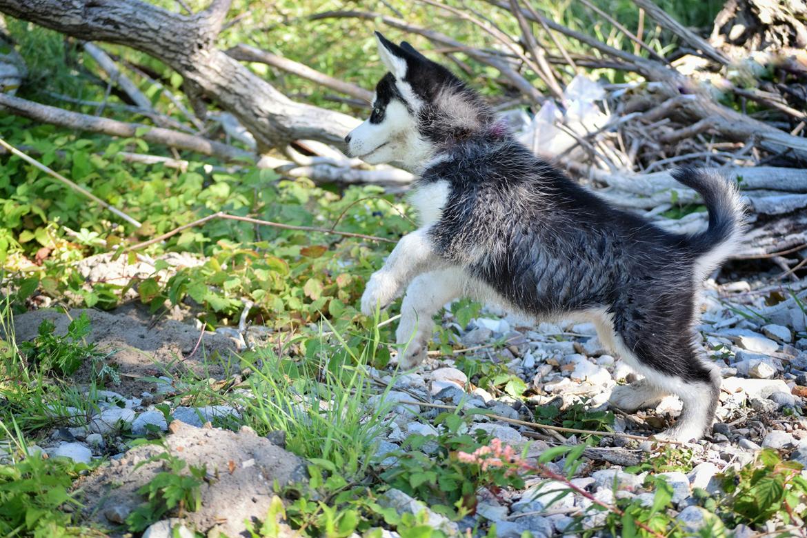 Siberian husky Laika  billede 5