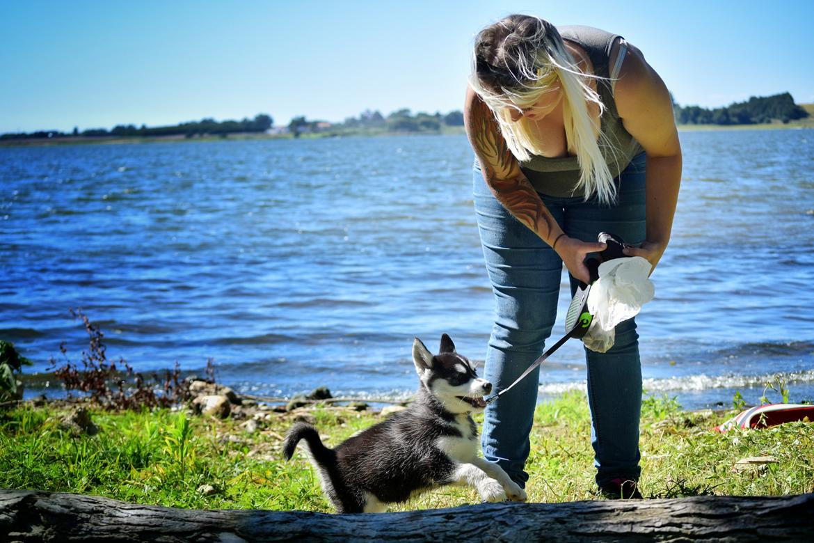 Siberian husky Laika  billede 6