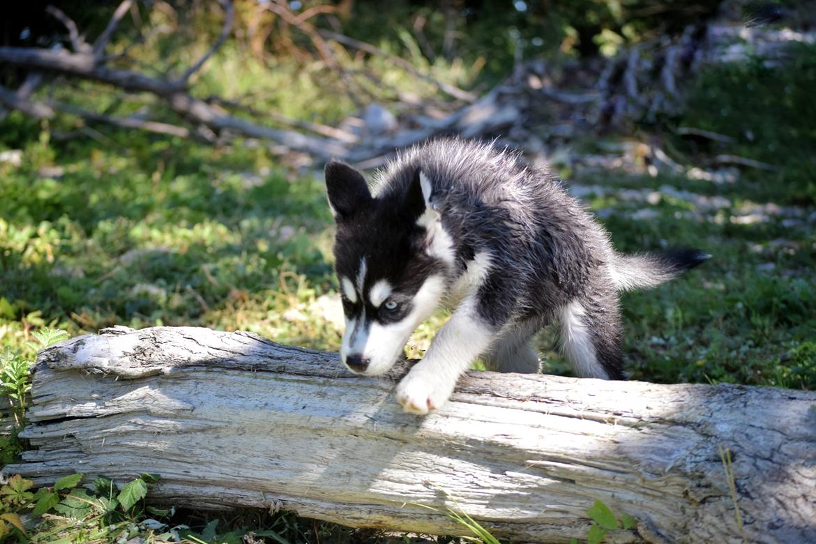Siberian husky Laika  billede 7