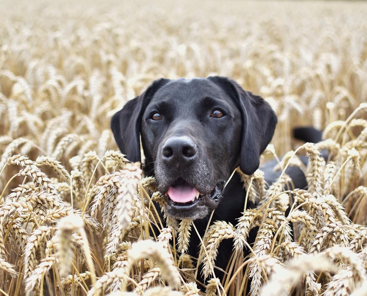 Labrador retriever Junior billede 32