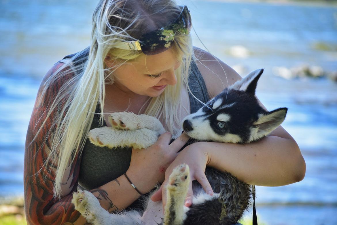 Siberian husky Laika  billede 2