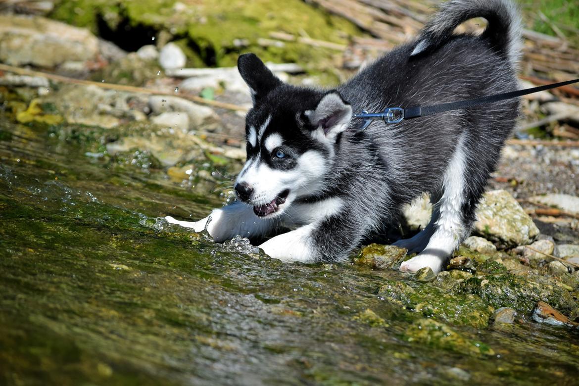 Siberian husky Laika  billede 8