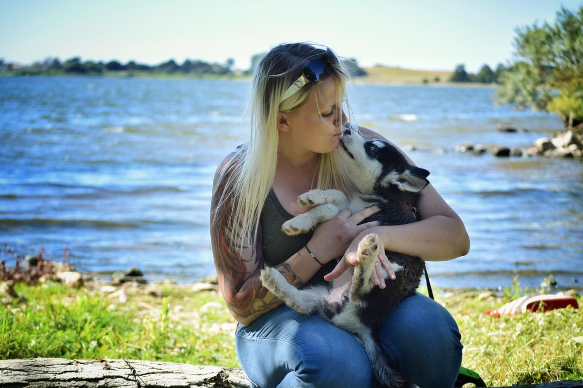 Siberian husky Laika  billede 9