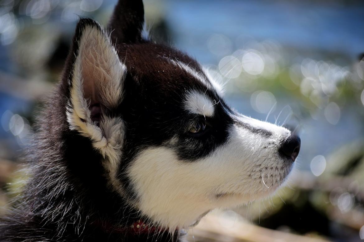 Siberian husky Laika  billede 11