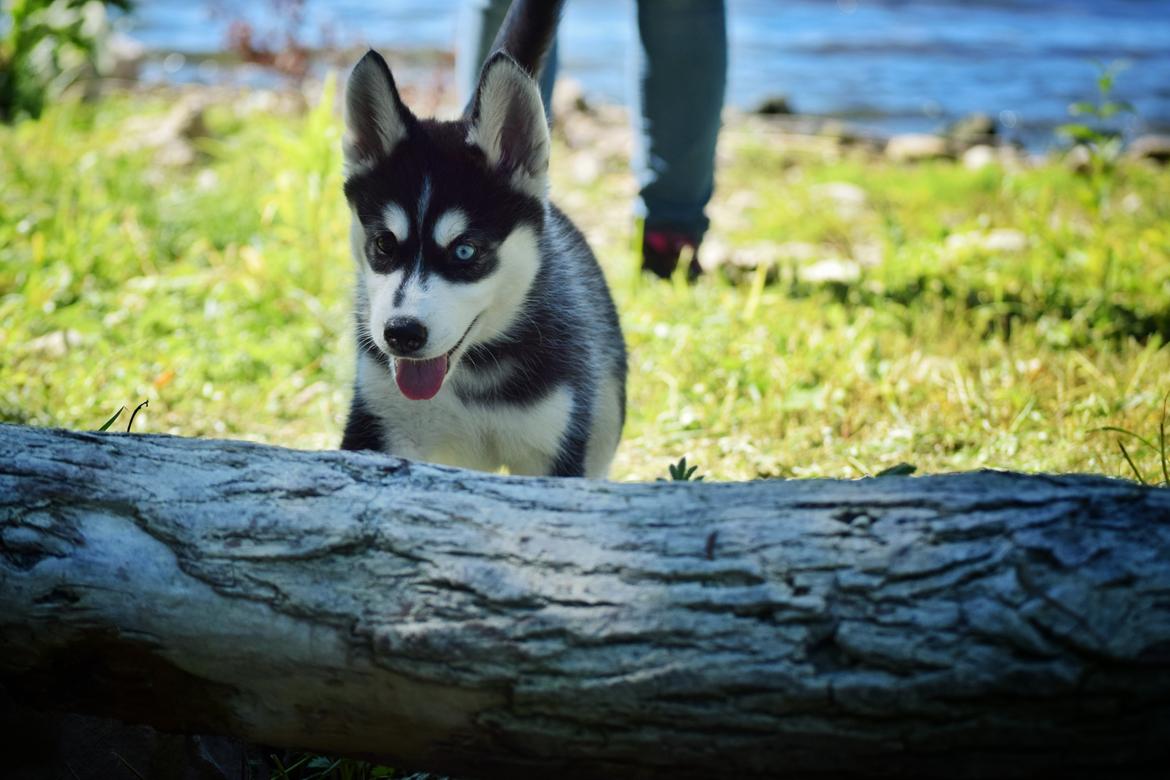 Siberian husky Laika  billede 13