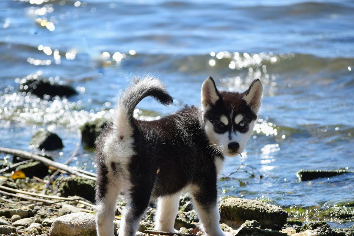 Siberian husky Laika  billede 12
