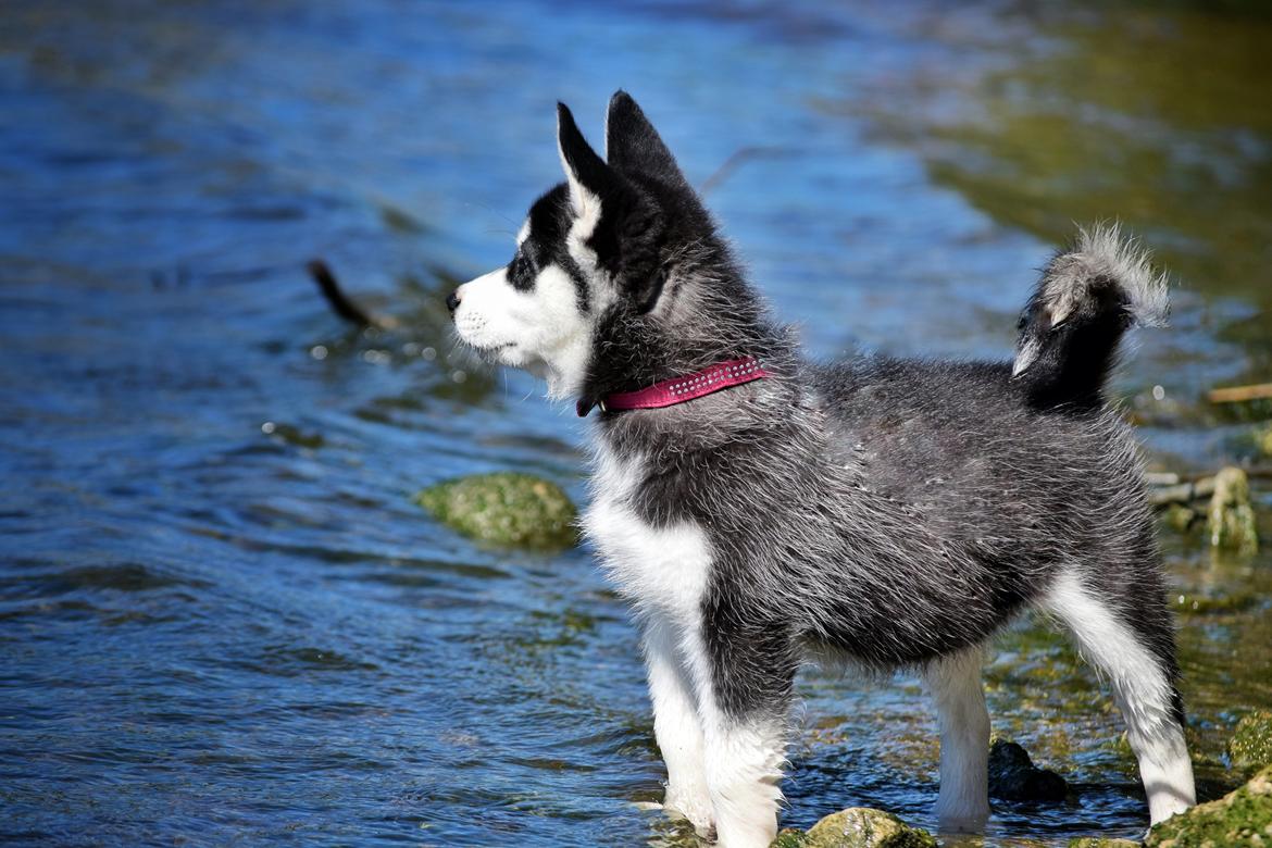 Siberian husky Laika  billede 14