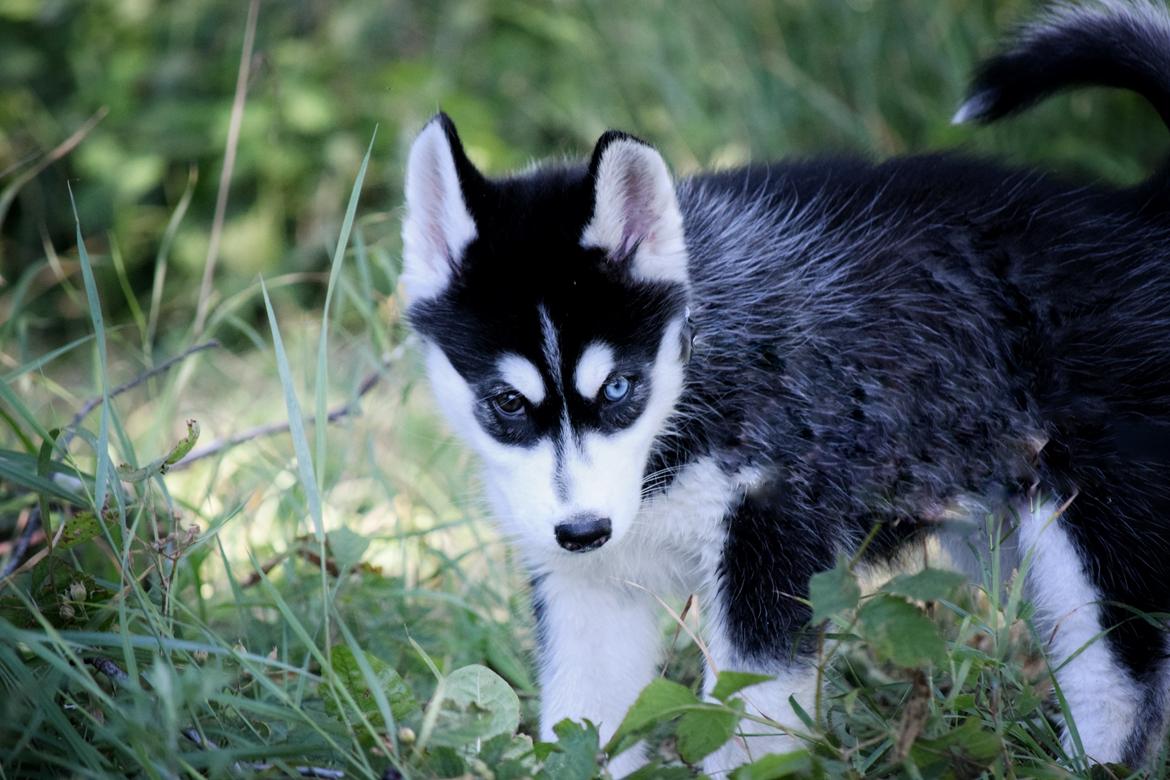 Siberian husky Laika  billede 10