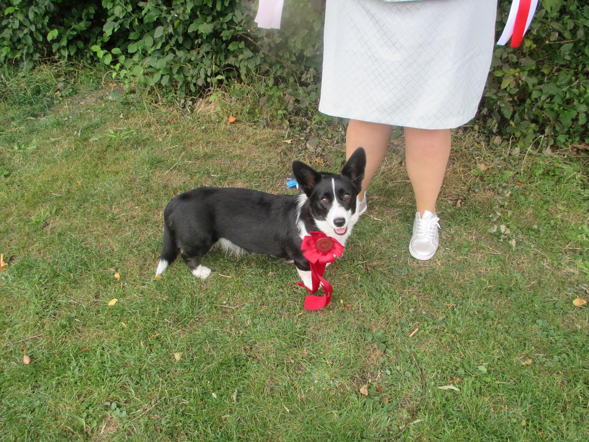 Welsh corgi cardigan Blondie's U 4 Ever  billede 24
