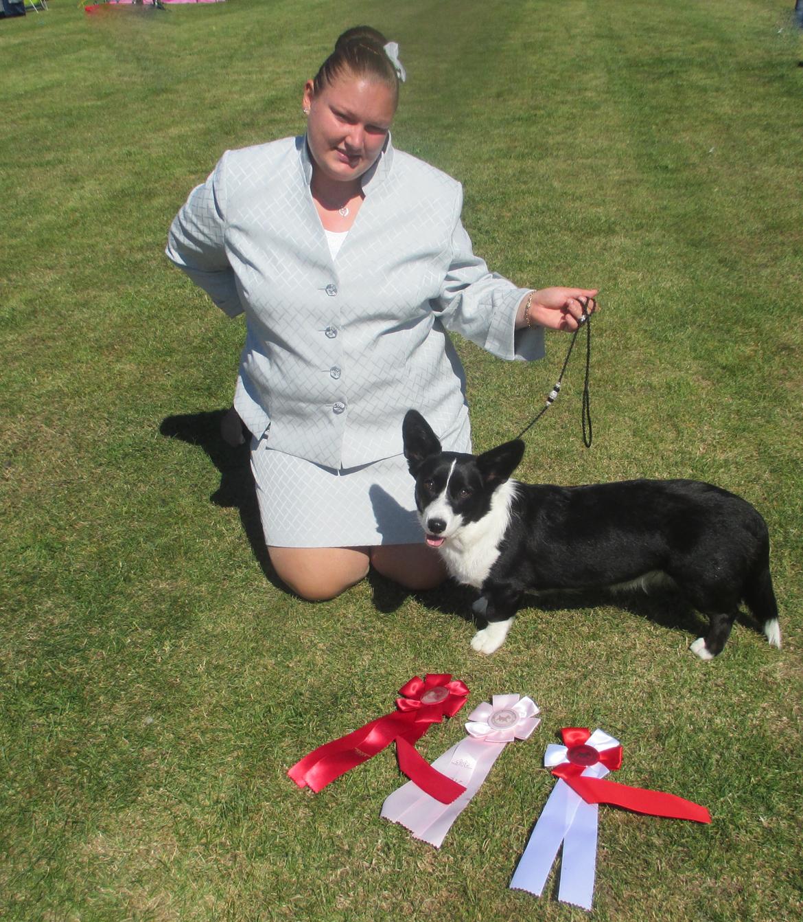 Welsh corgi cardigan Blondie's U 4 Ever  billede 25