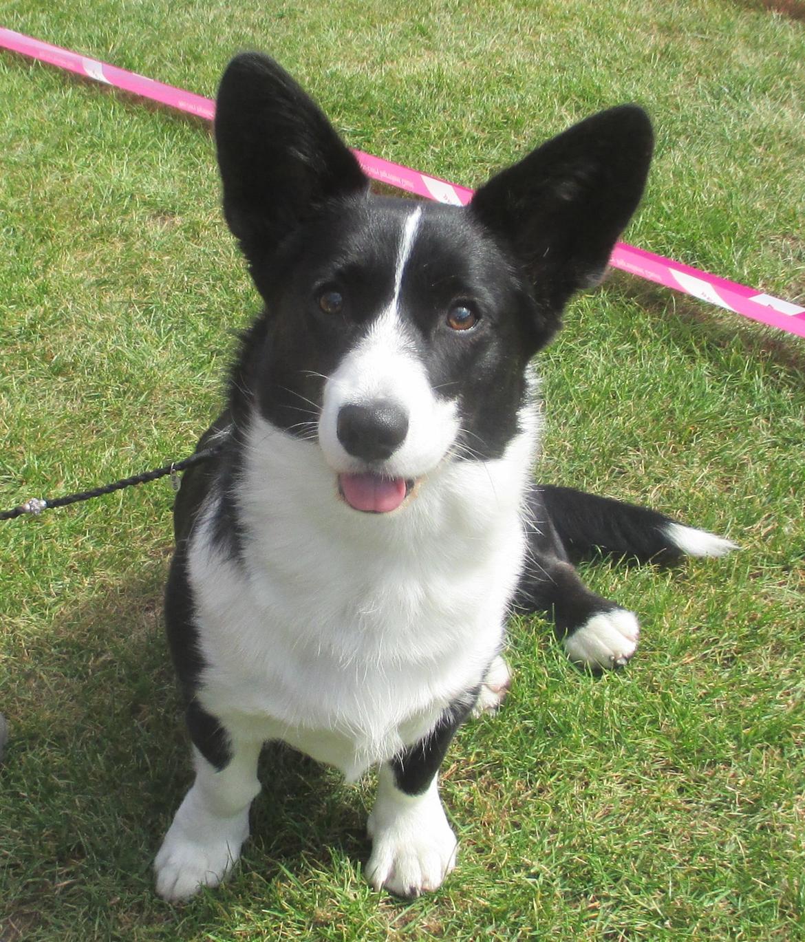 Welsh corgi cardigan Blondie's U 4 Ever  billede 26