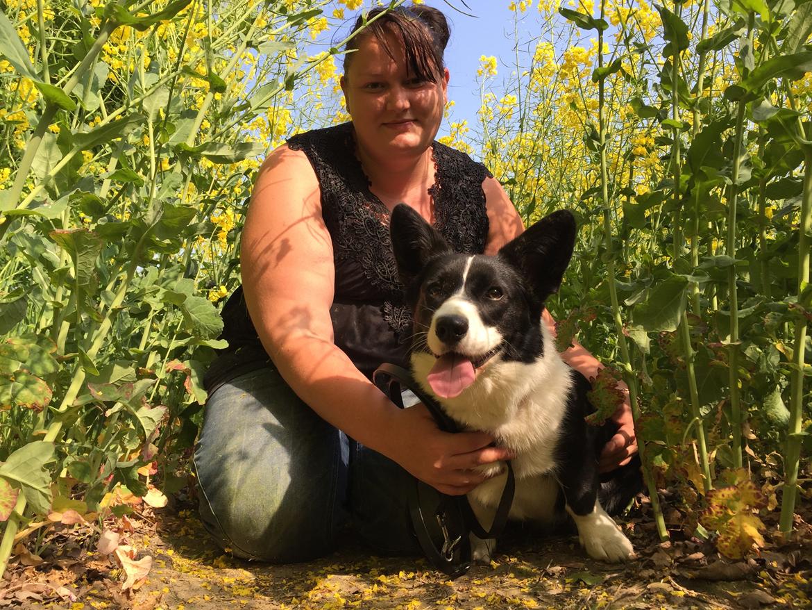Welsh corgi cardigan Blondie's U 4 Ever  billede 27
